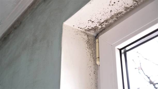 Mold Removal and Inspection in Shorewood Hills, WI